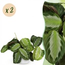 Zimmerpflanze - Maranta Fascinator Silverband - Gebetspflanze - Haustierfreundliche Pflanze - Grün - 2 Pflanzen - mit Potter Weiß - Topf 12cm - Höhe 25cm