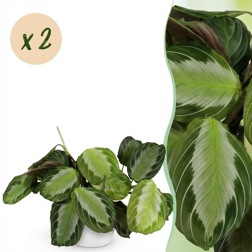"Zimmerpflanze - Maranta Fascinator Silverband - Gebetspflanze - Haustierfreundliche Pflanze - Grün - 2 Pflanzen - mit Potter Weiß - Topf 12cm - Höhe 25cm image"