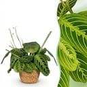 Zimmerpflanze - Maranta Fascinator Lemon Lime - Gebetspflanze - Haustierfreundliche Pflanze - Grün - 1 Pflanze - mit Korb - Topf 12cm - Höhe 25cm