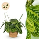 Zimmerpflanze - Maranta Fascinator Lemon Lime - Gebetspflanze - Haustierfreundliche Pflanze - Grün - 2 Pflanzen - mit Korb - Topf 12cm - Höhe 25cm