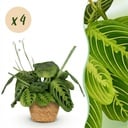 Zimmerpflanze - Maranta Fascinator Lemon Lime - Gebetspflanze - Haustierfreundliche Pflanze - Grün - 4 Pflanzen - mit Korb - Topf 12cm - Höhe 25cm