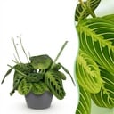 Zimmerpflanze - Maranta Fascinator Lemon Lime - Gebetspflanze - Haustierfreundliche Pflanze - Grün - 1 Pflanze - mit Potter Grau - Topf 12cm - Höhe 25cm