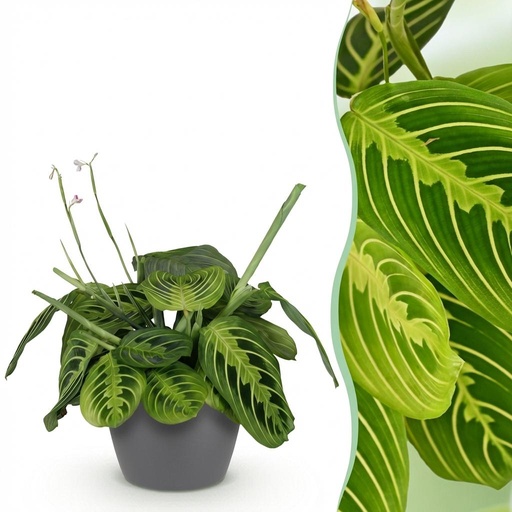 "Zimmerpflanze - Maranta Fascinator Lemon Lime - Gebetspflanze - Haustierfreundliche Pflanze - Grün - 1 Pflanze - mit Potter Grau - Topf 12cm - Höhe 25cm image"