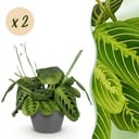 Zimmerpflanze - Maranta Fascinator Lemon Lime - Gebetspflanze - Haustierfreundliche Pflanze - Grün - 2 Pflanzen - mit Potter Grau - Topf 12cm - Höhe 25cm