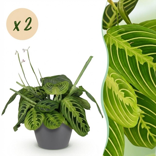 "Zimmerpflanze - Maranta Fascinator Lemon Lime - Gebetspflanze - Haustierfreundliche Pflanze - Grün - 2 Pflanzen - mit Potter Grau - Topf 12cm - Höhe 25cm image"