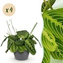 Zimmerpflanze - Maranta Fascinator Lemon Lime - Gebetspflanze - Haustierfreundliche Pflanze - Grün - 4 Pflanzen - mit Potter Grau - Topf 12cm - Höhe 25cm