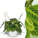 Zimmerpflanze - Maranta Fascinator Lemon Lime - Gebetspflanze - Haustierfreundliche Pflanze - Grün - 1 Pflanze - mit Potter Weiß - Topf 12cm - Höhe 25cm