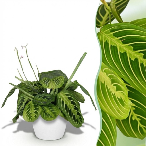 "Zimmerpflanze - Maranta Fascinator Lemon Lime - Gebetspflanze - Haustierfreundliche Pflanze - Grün - 1 Pflanze - mit Potter Weiß - Topf 12cm - Höhe 25cm image"