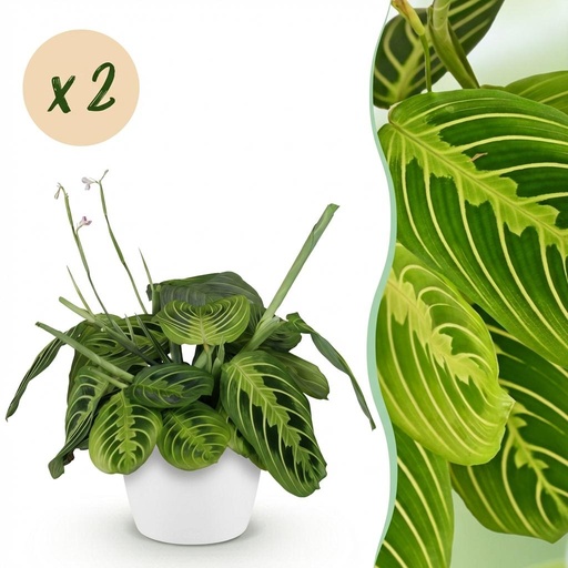 "Zimmerpflanze - Maranta Fascinator Lemon Lime - Gebetspflanze - Haustierfreundliche Pflanze - Grün - 2 Pflanzen - mit Potter Weiß - Topf 12cm - Höhe 25cm image"