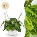 Zimmerpflanze - Maranta Fascinator Lemon Lime - Gebetspflanze - Haustierfreundliche Pflanze - Grün - 4 Pflanzen - mit Potter Weiß - Topf 12cm - Höhe 25cm