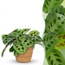 Zimmerpflanze - Maranta Fascinator Kerchoveana - Zebrapflanze - Haustierfreundliche Pflanze - Grün - 1 Pflanze - mit Korb - Topf 12cm - Höhe 25cm