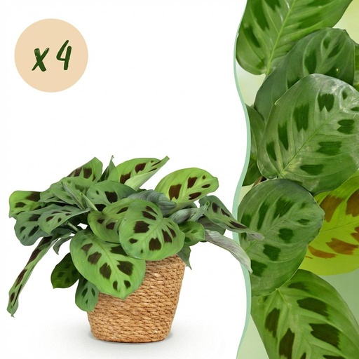 "Zimmerpflanze - Maranta Fascinator Kerchoveana - Zebrapflanze - Haustierfreundliche Pflanze - Grün - 4 Pflanzen - mit Korb - Topf 12cm - Höhe 25cm image"