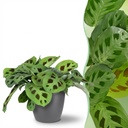 Zimmerpflanze - Maranta Fascinator Kerchoveana - Zebrapflanze - Haustierfreundliche Pflanze - Grün - 1 Pflanze - mit Potter Grau - Topf 12cm - Höhe 25cm