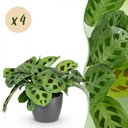 Zimmerpflanze - Maranta Fascinator Kerchoveana - Zebrapflanze - Haustierfreundliche Pflanze - Grün - 4 Pflanzen - mit Potter Grau - Topf 12cm - Höhe 25cm