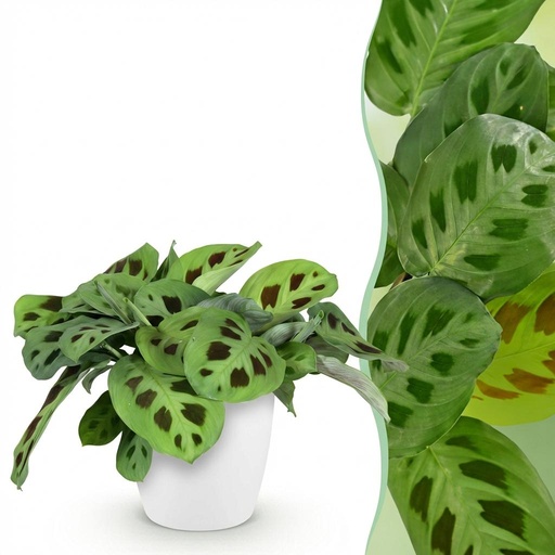 "Zimmerpflanze - Maranta Fascinator Kerchoveana - Zebrapflanze - Haustierfreundliche Pflanze - Grün - 1 Pflanze - mit Potter Weiß - Topf 12cm - Höhe 25cm image"