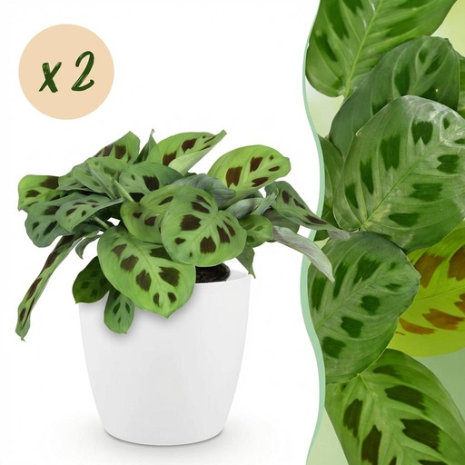 "Zimmerpflanze - Maranta Fascinator Kerchoveana - Zebrapflanze - Haustierfreundliche Pflanze - Grün - 2 Pflanzen - mit Potter Weiß - Topf 12cm - Höhe 25cm image"