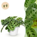 Zimmerpflanze - Maranta Fascinator Kerchoveana - Zebrapflanze - Haustierfreundliche Pflanze - Grün - 4 Pflanzen - mit Potter Weiß - Topf 12cm - Höhe 25cm
