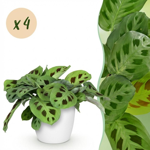 "Zimmerpflanze - Maranta Fascinator Kerchoveana - Zebrapflanze - Haustierfreundliche Pflanze - Grün - 4 Pflanzen - mit Potter Weiß - Topf 12cm - Höhe 25cm image"