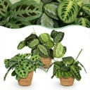 Zimmerpflanze - Marantha Silverband, Marantha Lemon Lime Marantha Kerchoveana - Gebetspflanze - Haustierfreundliche Pflanze - Grün - 3 Pflanzen - mit Korb - Topf 12cm - Höhe 25cm