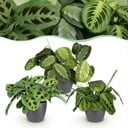 Zimmerpflanze - Marantha Silverband, Marantha Lemon Lime Marantha Kerchoveana - Gebetspflanze - Haustierfreundliche Pflanze - Grün - 3 Pflanzen - mit Potter Grau - Topf 12cm - Höhe 25cm