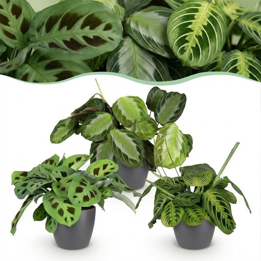 "Zimmerpflanze - Marantha Silverband, Marantha Lemon Lime Marantha Kerchoveana - Gebetspflanze - Haustierfreundliche Pflanze - Grün - 3 Pflanzen - mit Potter Grau - Topf 12cm - Höhe 25cm image"