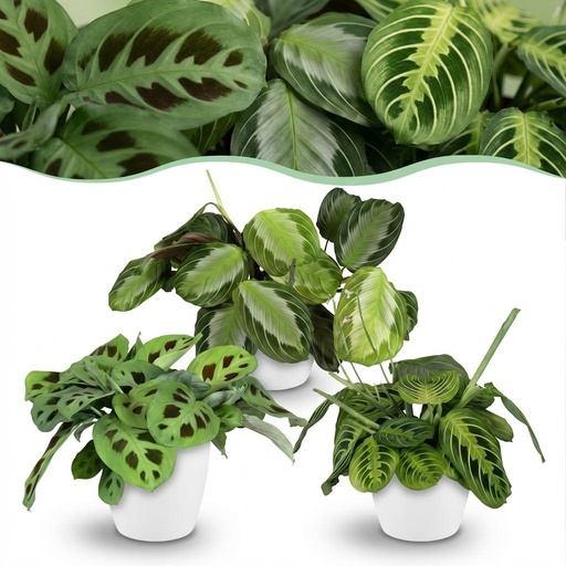 "Zimmerpflanze - Marantha Silverband, Marantha Lemon Lime Marantha Kerchoveana - Gebetspflanze - Haustierfreundliche Pflanze - Grün - 3 Pflanzen - mit Potter Weiß - Topf 12cm - Höhe 25cm image"