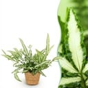 Zimmerpflanze - Pteris cretica Albolineata - Schwertfarn - Haustierfreundliche Pflanze - Grün - 1 Pflanze - mit Korb - Topf 12cm - Höhe 20cm