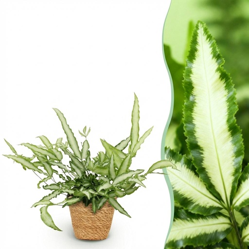 "Zimmerpflanze - Pteris cretica Albolineata - Schwertfarn - Haustierfreundliche Pflanze - Grün - 1 Pflanze - mit Korb - Topf 12cm - Höhe 20cm image"
