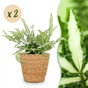 Zimmerpflanze - Pteris cretica Albolineata - Schwertfarn - Haustierfreundliche Pflanze - Grün - 2 Pflanzen - mit Korb - Topf 12cm - Höhe 20cm