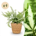 Zimmerpflanze - Pteris cretica Albolineata - Schwertfarn - Haustierfreundliche Pflanze - Grün - 4 Pflanzen - mit Korb - Topf 12cm - Höhe 20cm