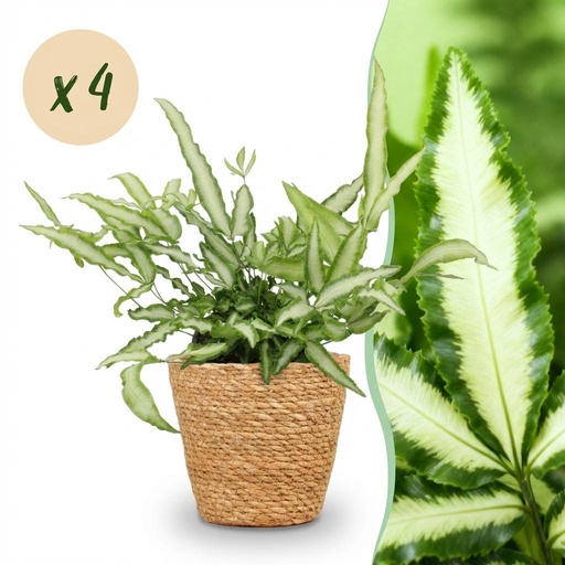 "Zimmerpflanze - Pteris cretica Albolineata - Schwertfarn - Haustierfreundliche Pflanze - Grün - 4 Pflanzen - mit Korb - Topf 12cm - Höhe 20cm image"