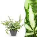 Zimmerpflanze - Pteris cretica Albolineata - Schwertfarn - Haustierfreundliche Pflanze - Grün - 1 Pflanze - mit Potter Grau - Topf 12cm - Höhe 20cm