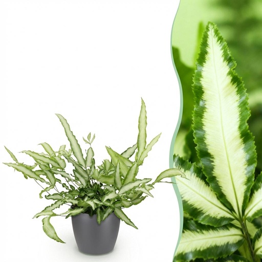 "Zimmerpflanze - Pteris cretica Albolineata - Schwertfarn - Haustierfreundliche Pflanze - Grün - 1 Pflanze - mit Potter Grau - Topf 12cm - Höhe 20cm image"
