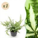 Zimmerpflanze - Pteris cretica Albolineata - Schwertfarn - Haustierfreundliche Pflanze - Grün - 2 Pflanzen - mit Potter Grau - Topf 12cm - Höhe 20cm