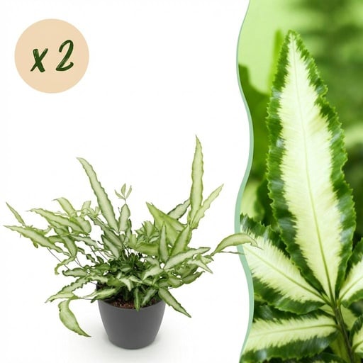 "Zimmerpflanze - Pteris cretica Albolineata - Schwertfarn - Haustierfreundliche Pflanze - Grün - 2 Pflanzen - mit Potter Grau - Topf 12cm - Höhe 20cm image"