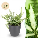Zimmerpflanze - Pteris cretica Albolineata - Schwertfarn - Haustierfreundliche Pflanze - Grün - 4 Pflanzen - mit Potter Grau - Topf 12cm - Höhe 20cm