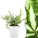 Zimmerpflanze - Pteris cretica Albolineata - Schwertfarn - Haustierfreundliche Pflanze - Grün - 1 Pflanze - mit Potter Weiß - Topf 12cm - Höhe 20cm