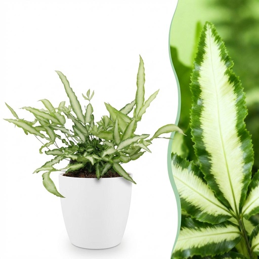 "Zimmerpflanze - Pteris cretica Albolineata - Schwertfarn - Haustierfreundliche Pflanze - Grün - 1 Pflanze - mit Potter Weiß - Topf 12cm - Höhe 20cm image"