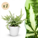 Zimmerpflanze - Pteris cretica Albolineata - Schwertfarn - Haustierfreundliche Pflanze - Grün - 2 Pflanzen - mit Potter Weiß - Topf 12cm - Höhe 20cm