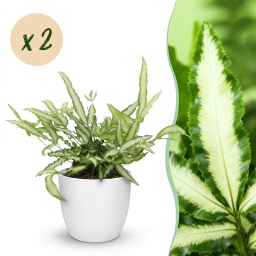 "Zimmerpflanze - Pteris cretica Albolineata - Schwertfarn - Haustierfreundliche Pflanze - Grün - 2 Pflanzen - mit Potter Weiß - Topf 12cm - Höhe 20cm image"