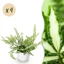 Zimmerpflanze - Pteris cretica Albolineata - Schwertfarn - Haustierfreundliche Pflanze - Grün - 4 Pflanzen - mit Potter Weiß - Topf 12cm - Höhe 20cm
