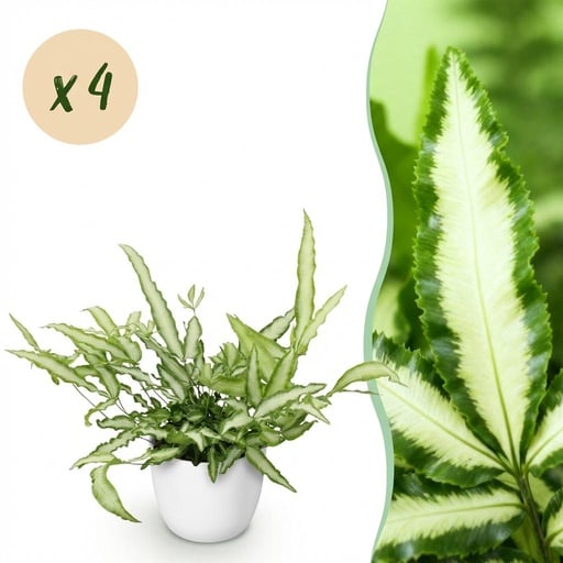 "Zimmerpflanze - Pteris cretica Albolineata - Schwertfarn - Haustierfreundliche Pflanze - Grün - 4 Pflanzen - mit Potter Weiß - Topf 12cm - Höhe 20cm image"