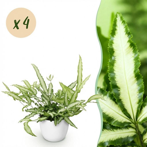 "Flügelfarn 'Albolineata' 4er-Set (Pteris cretica) – pflegeleichte Zimmerpflanze, im Übertopf, Topf-Ø 12 cm, Höhe ca. 20 cm image"