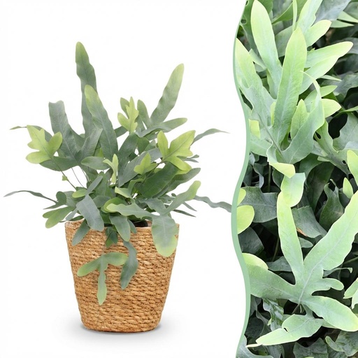 "Zimmerpflanze - Phlebodium aureum Blue Star - Blaue Farn - Haustierfreundliche Pflanze - Blau - 1 Pflanze - mit Korb - Topf 12cm - Höhe 25cm image"