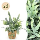 Zimmerpflanze - Phlebodium aureum Blue Star - Blaue Farn - Haustierfreundliche Pflanze - Blau - 2 Pflanzen - mit Korb - Topf 12cm - Höhe 25cm