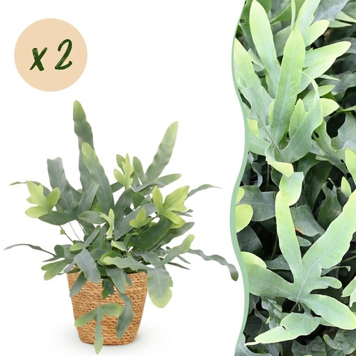 "Zimmerpflanze - Phlebodium aureum Blue Star - Blaue Farn - Haustierfreundliche Pflanze - Blau - 2 Pflanzen - mit Korb - Topf 12cm - Höhe 25cm image"