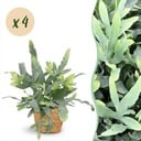 Zimmerpflanze - Phlebodium aureum Blue Star - Blaue Farn - Haustierfreundliche Pflanze - Blau - 4 Pflanzen - mit Korb - Topf 12cm - Höhe 25cm