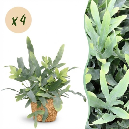 "Zimmerpflanze - Phlebodium aureum Blue Star - Blaue Farn - Haustierfreundliche Pflanze - Blau - 4 Pflanzen - mit Korb - Topf 12cm - Höhe 25cm image"