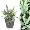 Zimmerpflanze - Phlebodium aureum Blue Star - Blaue Farn - Haustierfreundliche Pflanze - Blau - 1 Pflanze - mit Potter Grau - Topf 12cm - Höhe 25cm