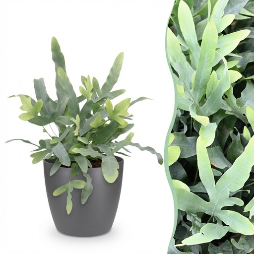 "Zimmerpflanze - Phlebodium aureum Blue Star - Blaue Farn - Haustierfreundliche Pflanze - Blau - 1 Pflanze - mit Potter Grau - Topf 12cm - Höhe 25cm image"